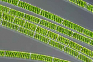 Kloroplasti: uloga u procesu fotosinteze i strukture Kloroplasti: uloga u procesu fotosinteze i strukture